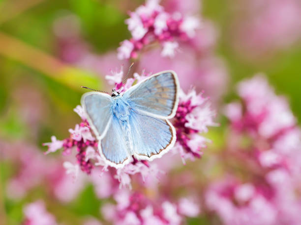 istock Blue butterfly  lycaenidae on fragrant oregano 822430972