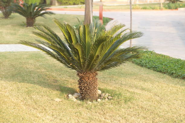 istock Plants in tropical park northern India 822431986
