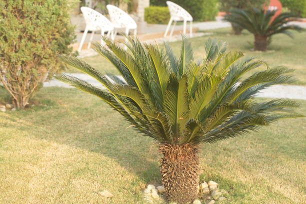 istock Plants in tropical park northern India 822432172