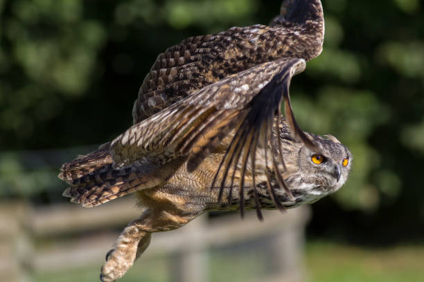 istock Owl flying. Side view close up. Eagle-owl (Bubo bubo) bird of prey in flight. 822433036