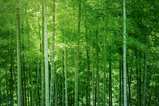 Bamboo forest. Bamboo in Japan. Image of environmental protection. Symbol of ecology. Green environment. Sightseeing trip in Japan.