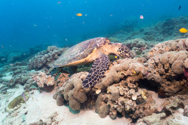 istock Animal Behaviour: Critically Endangered Species Hawksbill Sea Turtle (Eretmochelys imbricata) 822442198
