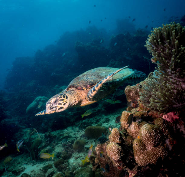 istock Animal Behaviour: Critically Endangered Species Hawksbill Sea Turtle (Eretmochelys imbricata) 822442942