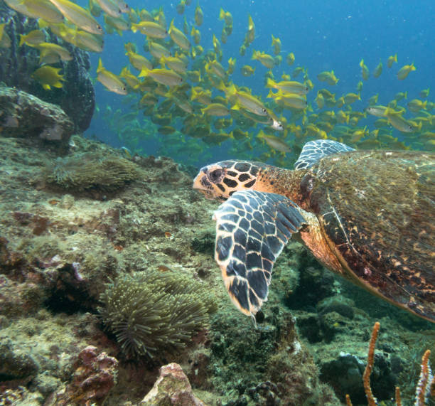 istock Animal Behaviour: Critically Endangered Species Hawksbill Sea Turtle (Eretmochelys imbricata) 822443322