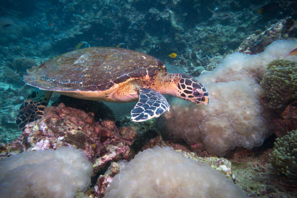 istock Animal Behaviour: Critically Endangered Species Hawksbill Sea Turtle (Eretmochelys imbricata) 822443396