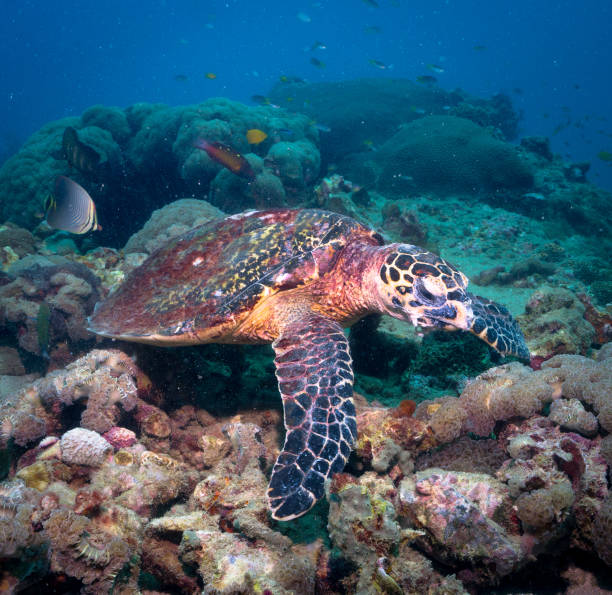 istock Animal Behaviour: Critically Endangered Species Hawksbill Sea Turtle (Eretmochelys imbricata) 822444448