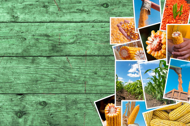 istock Corn farming in agriculture photo collage with copy space. 822451312