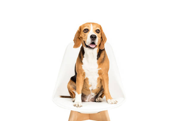 istock cute beagle dog sitting on chair, isolated on white 822456082