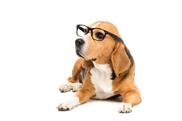 istock sad beagle dog in eyeglasses lying and looking away, isolated on white 822456716