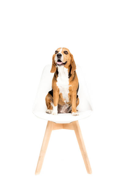 cute beagle dog sitting on chair, isolated on white
