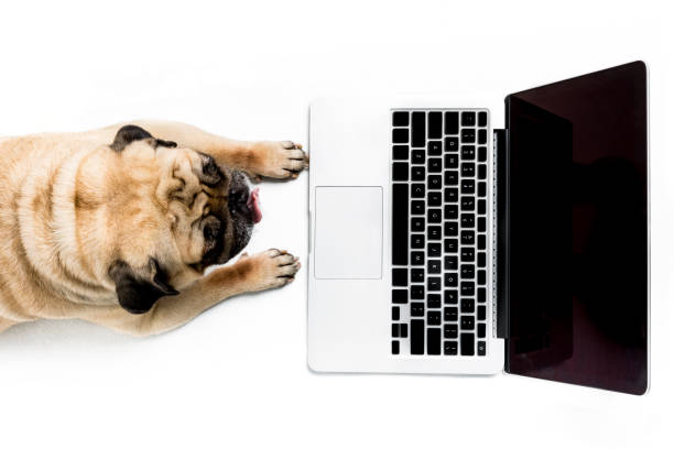 top view of pug dog with laptop with blank screen, isolated on white top view of pug dog with laptop with blank screen, isolated on white pug photos stock pictures, royalty-free photos & images
