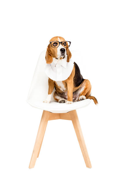 istock beagle dog in eyeglasses sitting on chair, isolated on white 822462754