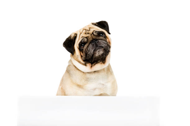 istock studio shot of pug dog with white empty template, isolated on white 822463684