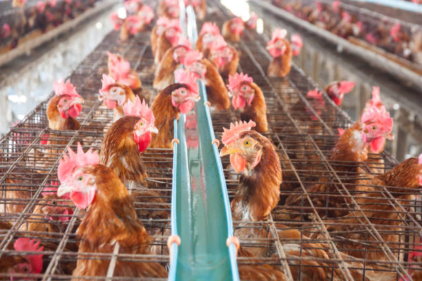 istock Eggs Chickens, Hens in the industrial farm 822463864