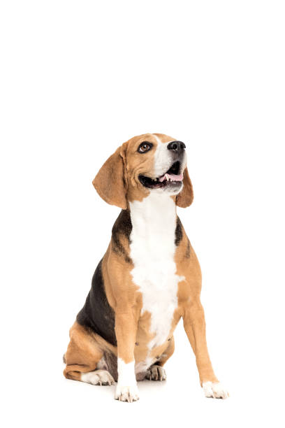 istock cute funny beagle dog looking up, isolated on white 822463976