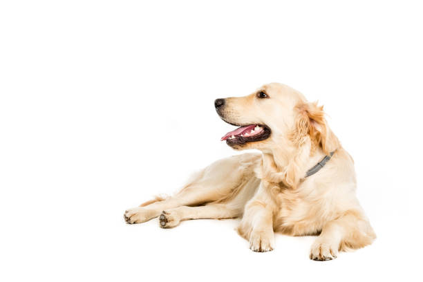istock golden retriever dog lying and looking away, isolated on white 822464408