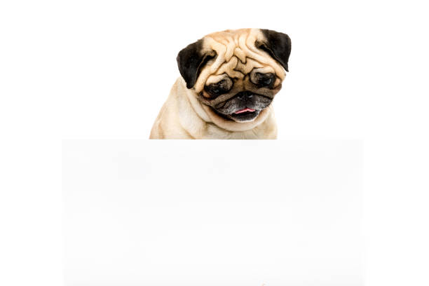 istock studio shot of pug dog with white empty template, isolated on white 822464700