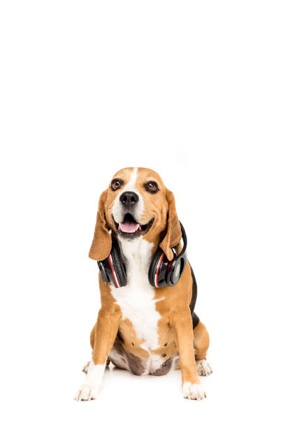 istock funny beagle dog sitting with headphones, isolated on white 822470704