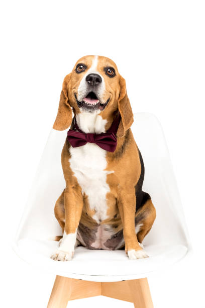 istock beagle dog in bow tie sitting on chair, isolated on white 822470804