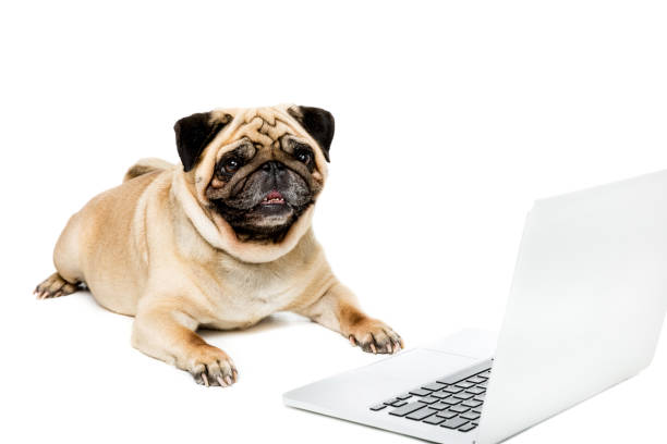 istock studio shot of pug dog lying with laptop, isolated on white 822470920