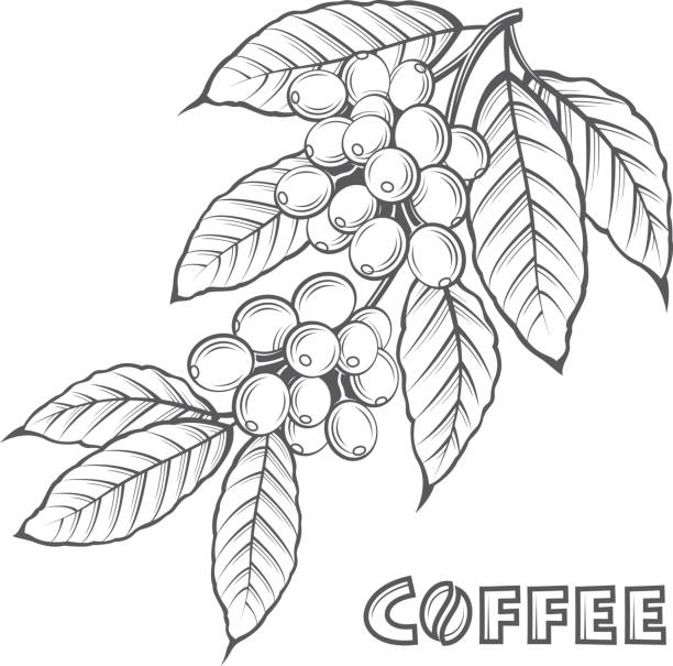 bildbanksillustrationer, clip art samt tecknat material och ikoner med kaffe filial bild - coffe branch with beans