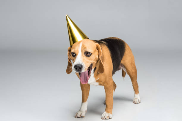 istock funny beagle dog in golden party hat, isolated on grey 822472044