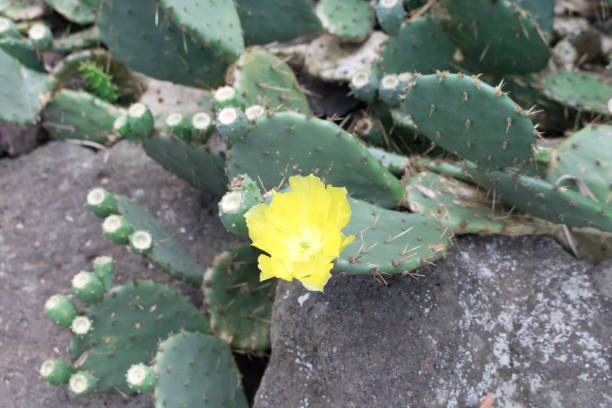 Cactus Cactus sonoran desert cactus prickly pear cactus single flower stock pictures, royalty-free photos & images