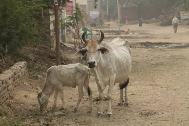 istock Cow street in india 822494078