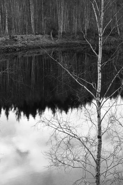 istock Minimal of tree forest and lake in black and white 822500128