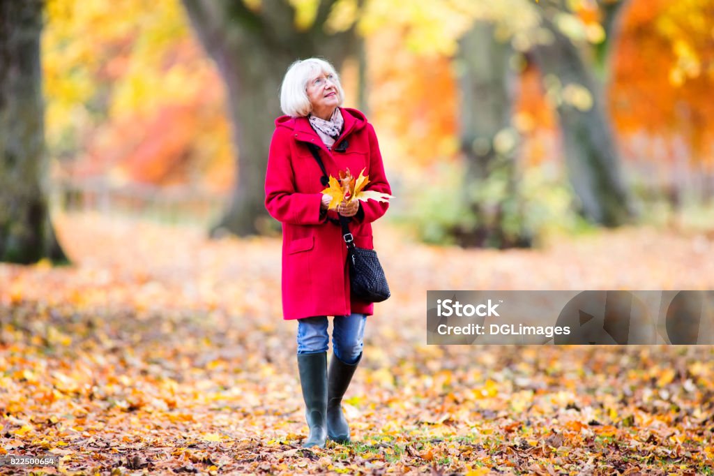 Enjoying An Autumn Walk Senior woman is enjoying an independent walk through the autumn woods. She is collecting leaves and enjoying the views. Senior Adult Stock Photo