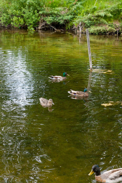 istock Group of mallard ducks floating on pond 822505056