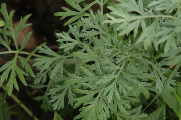 istock Wormwood Artemisia absinthium in garden. 822508920