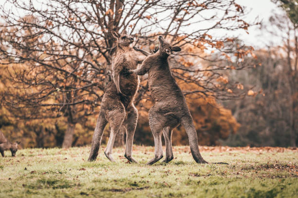 Boxing Kangaroo fighting kangaroos kangaroos fighting stock pictures, royalty-free photos & images