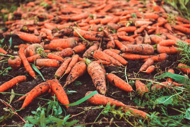 Photo of Carrots on the ground