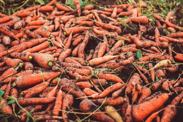 Photo of Carrots on the ground