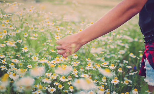 istock Young woman hand in the field 822515074
