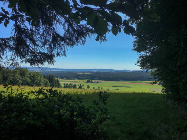 istock Green tree forest background, beautiful bird eye view on fresh pines in the morning sun light, Europe, Germany, Alpine mountains 822524270