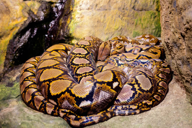 istock Group of snakes 822525386