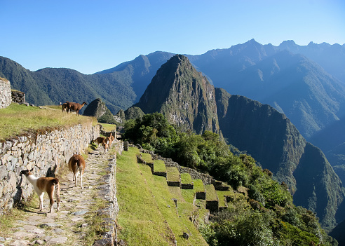 A beautiful shot of Machu Picchu in Peru, America.