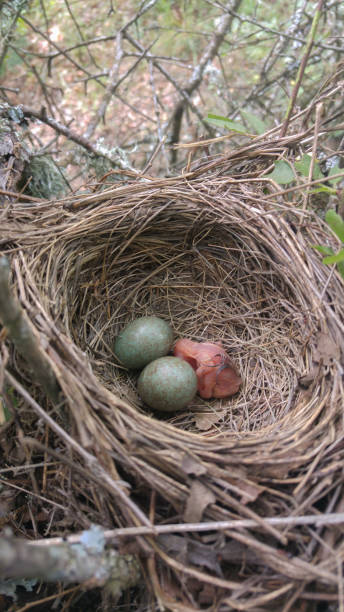 istock black bird nest - born one 822531998