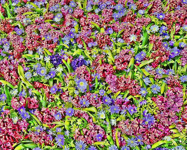 istock Flower bed of spring flowers in purple 822533558