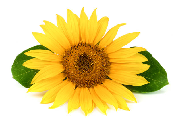 istock sunflower with leaves isolated on white background close-up 822533904