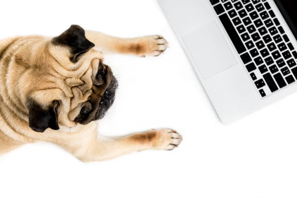 istock top view of pug dog with laptop, isolated on white 822540418
