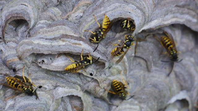 Several wasps nest building close