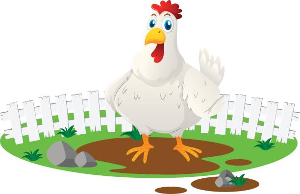 White chicken in the farm White chicken in the farm illustration mud hen stock illustrations