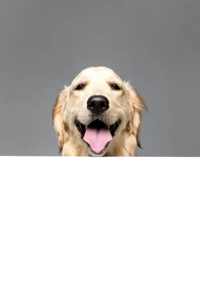 istock golden retriever dog with white empty blank, isolated on grey 822557450