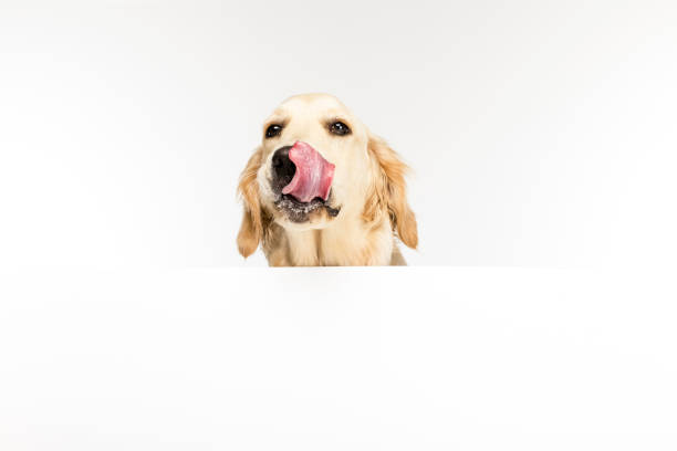 istock golden retriever dog with white empty blank licking nose, isolated on white 822558322