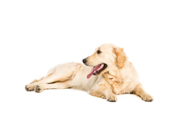 istock golden retriever dog lying and looking away, isolated on white 822560720