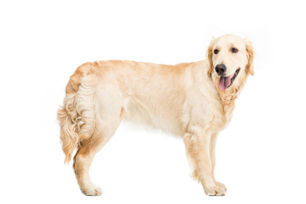 istock golden retriever dog standing and looking away, isolated on white 822564094