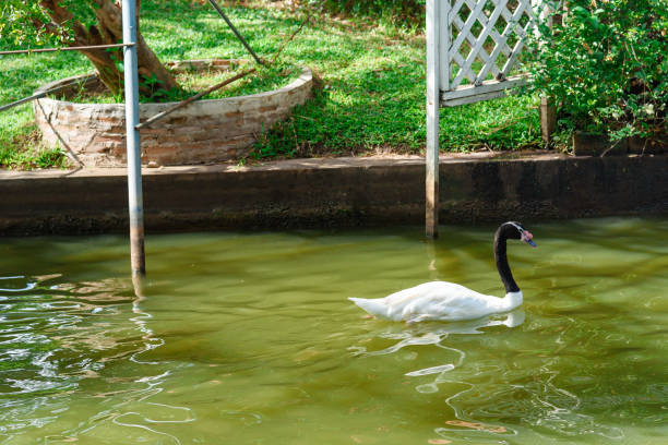 istock White swan swimming in pond. 822572074